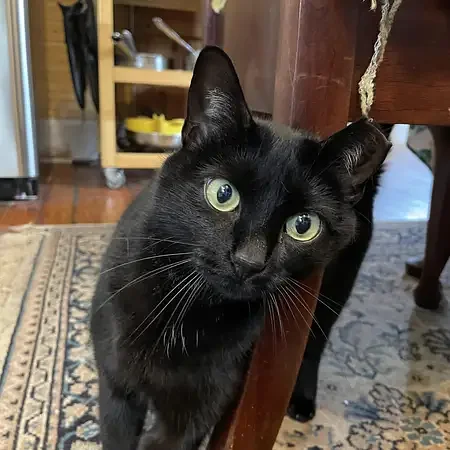 Ella being cat sit.webp